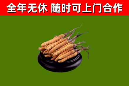 宿州市回收散虫草